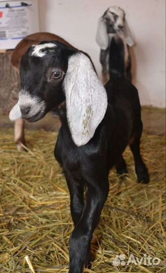Козы козлята зааненские чешские нубийские