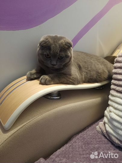 Отдам кошечку в добрые руки