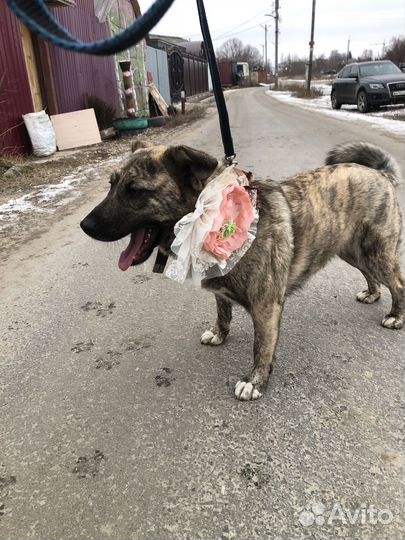 Отдам собаку с красивым окрасом