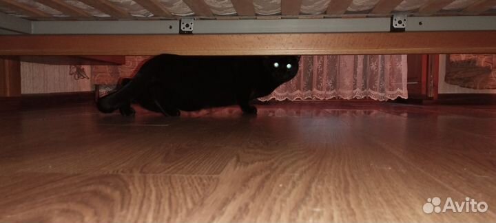 Кот на вязку