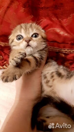Шотландский котик Виски