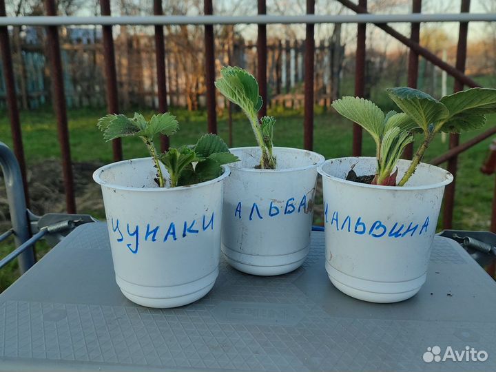 Рассада клубники