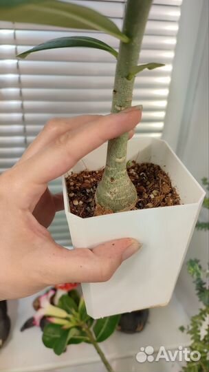 Адениум саженец