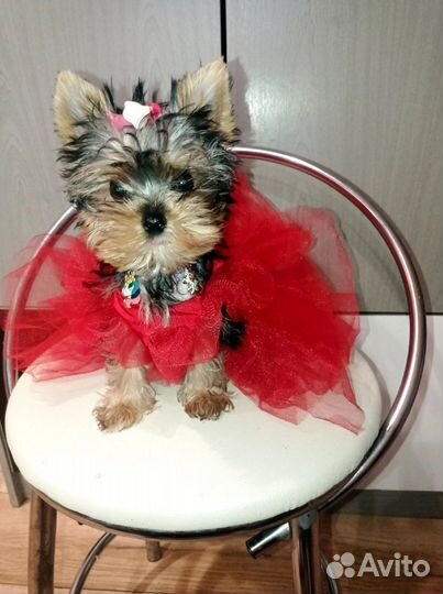 Йоркширский терьер мини куколка