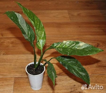 Спатифиллум вариегатный