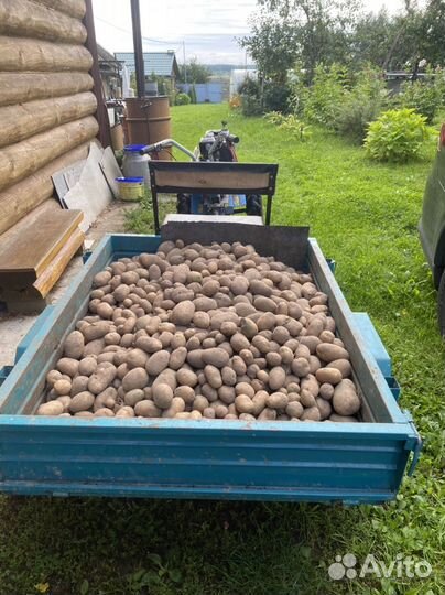 Картофель Удача со своего участка в г. Бежецк