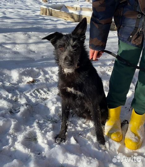 Собака в добрые руки отдам бесплатно