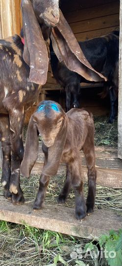 Козочка, козел камори и камори-шами