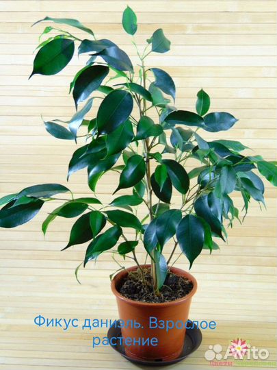 Фикус бенджамина даниэль