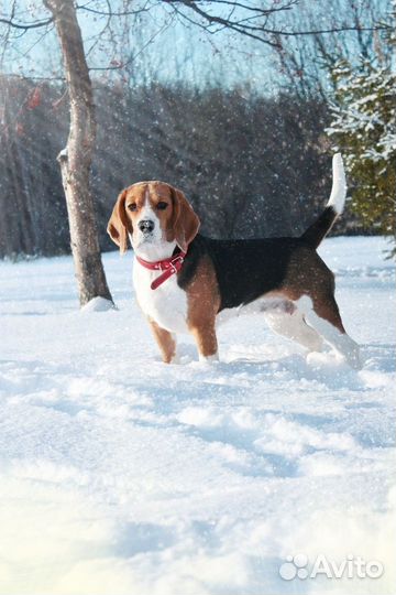 Щенки бигль