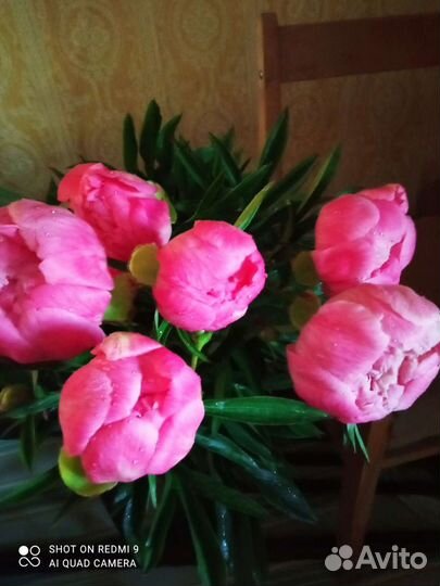 Пионы Сара Бернар и Корал шарм