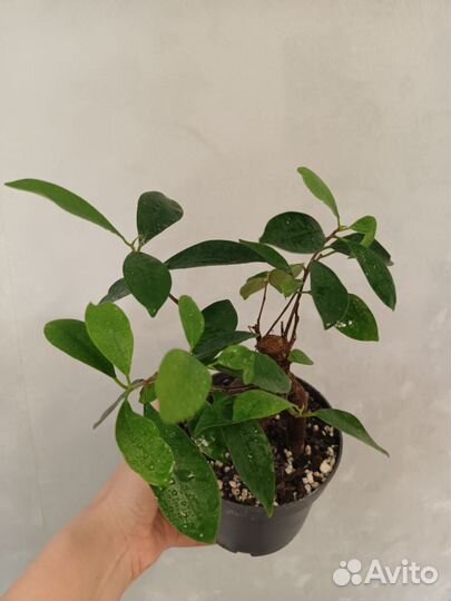 Домашние цветы