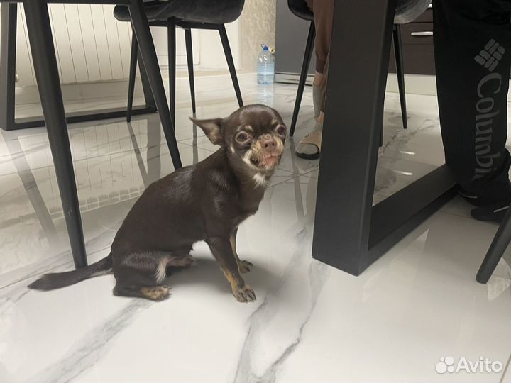 Чихуахуа мини