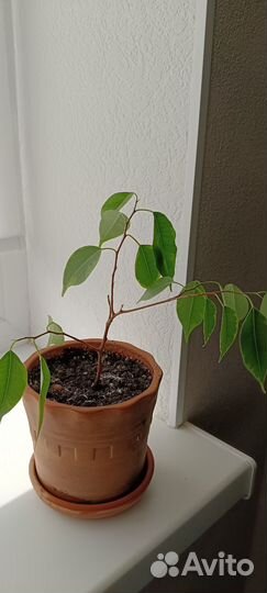 Комнатные цветы фикус