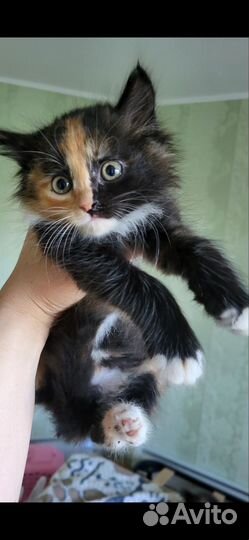 Кошка,котята в добрые руки