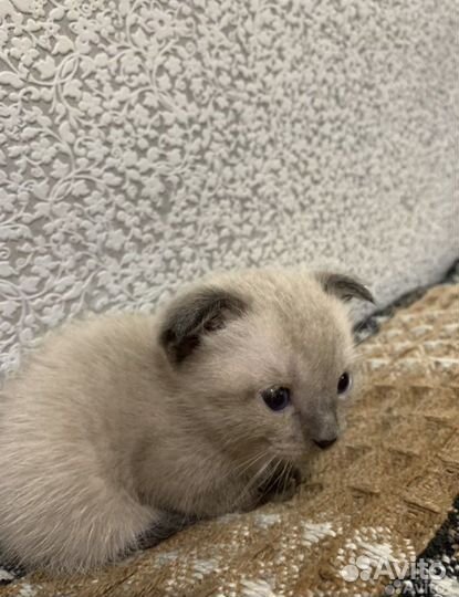 Вислоухие котята