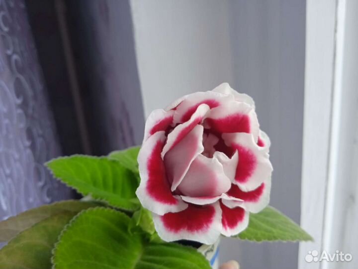 Глоксиния махровая Брокада F1