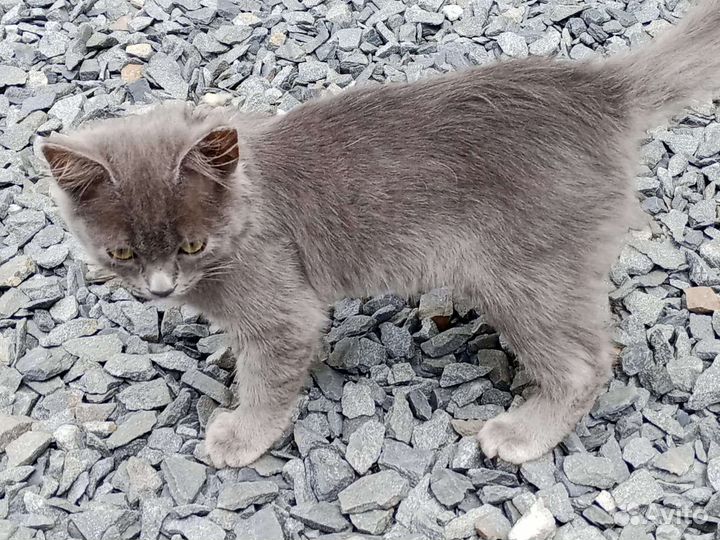 Дымчато- серые котята