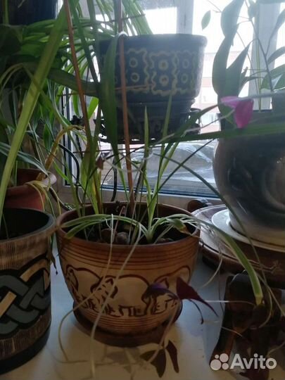 Цветок в керамическом горшке слон