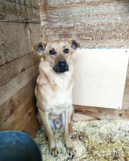 Непоседа Жак из приюта хочет на свободу