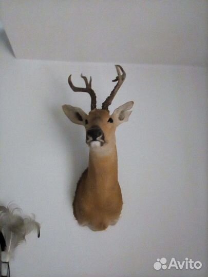 Услуги таксидермиста