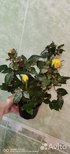 Комнатные растения розы