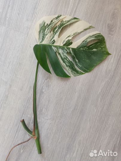 Монстра альба