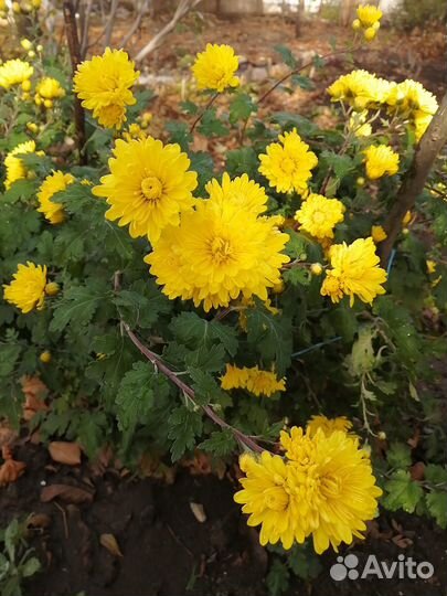 Колокольчики