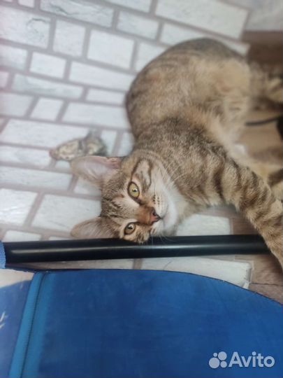 Кошки бесплатно