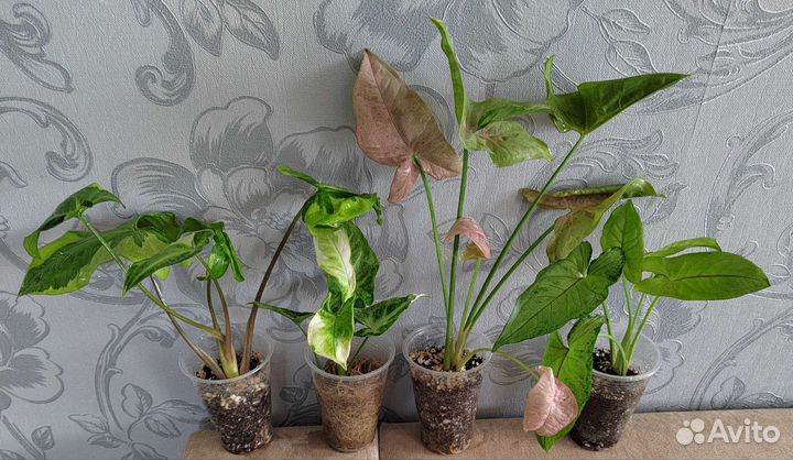 Сингониумы