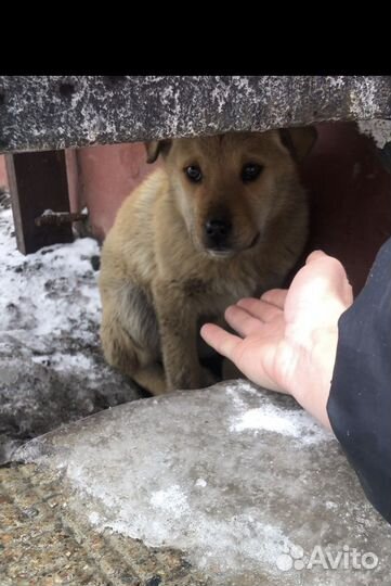 Щенок в добрые руки бесплатно