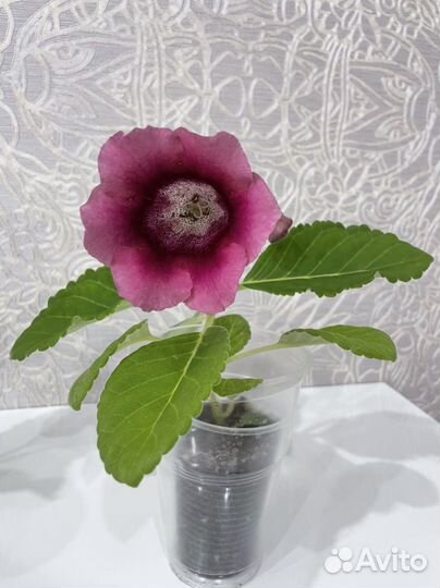 Глоксиния цветущая