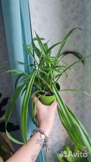 Комнатные цветы