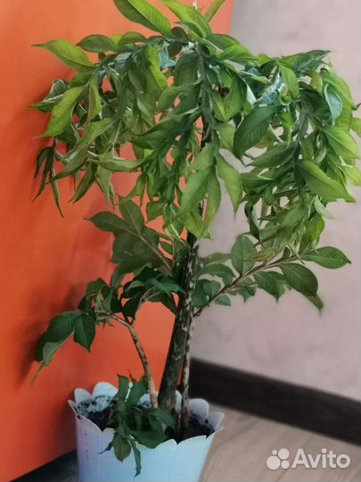 Комнатные цветы