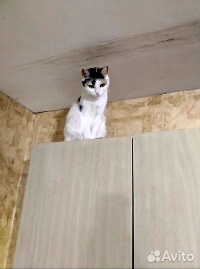 Отдадим кису