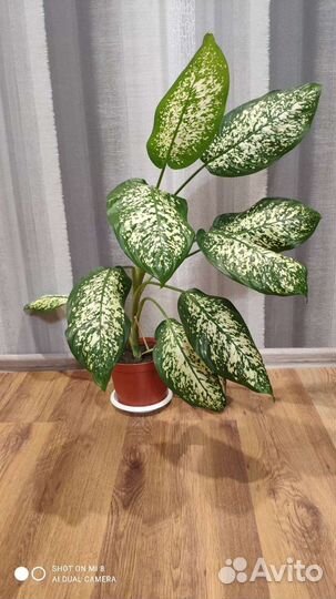 Диффенбахия