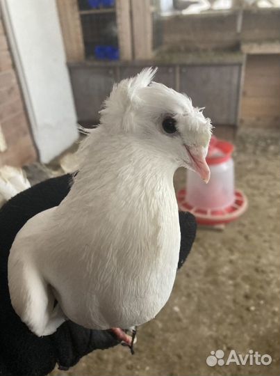 Бойные голуби