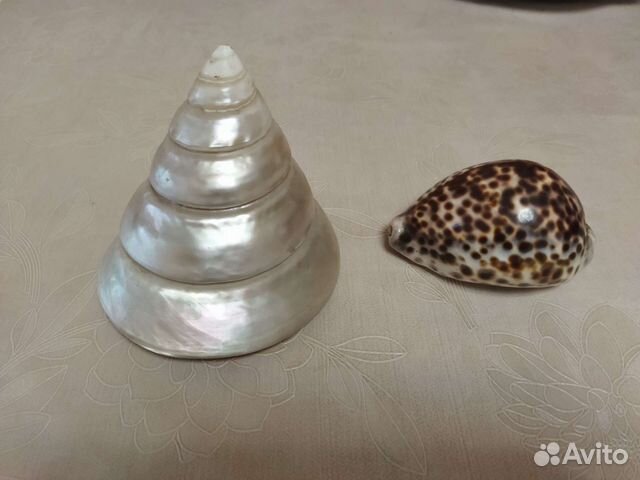 Морская ракушка