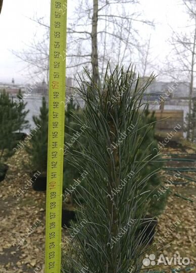 Саженцы сибирского кедра экстра класс