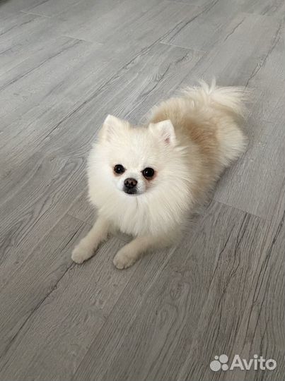 Малый немецкий шпиц