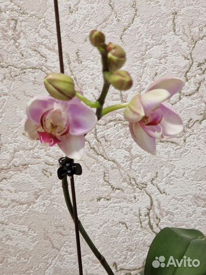 Орхидея кабанская Брюгге