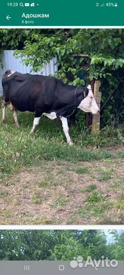 Короваы дойные и тёлочка