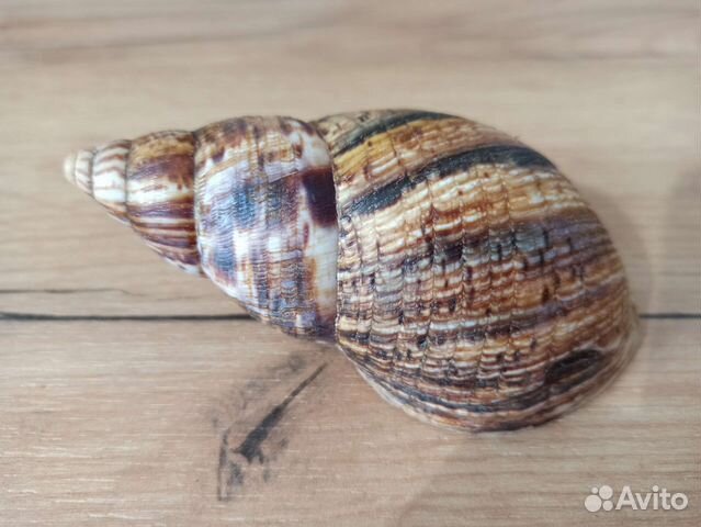 Морская раковина