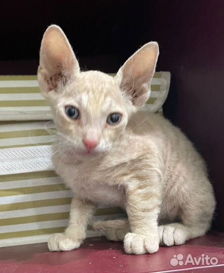 Котики в добрые руки