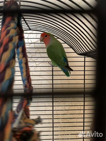 Попугай неразлучник с клеткой