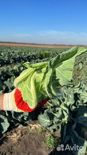 Цветная капуста оптом