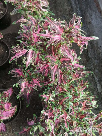 Колеус гибридный сортовой