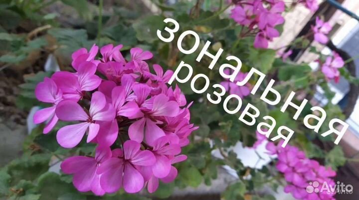 Пеларгония/герань,зональна, ампельная, королевская