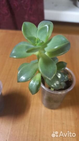 Крассулы, коллизии, сенецио дельфинчики и др