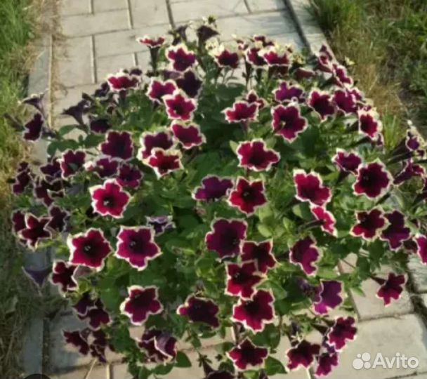 Петуния Рим Маджента, вегетативная, черенки